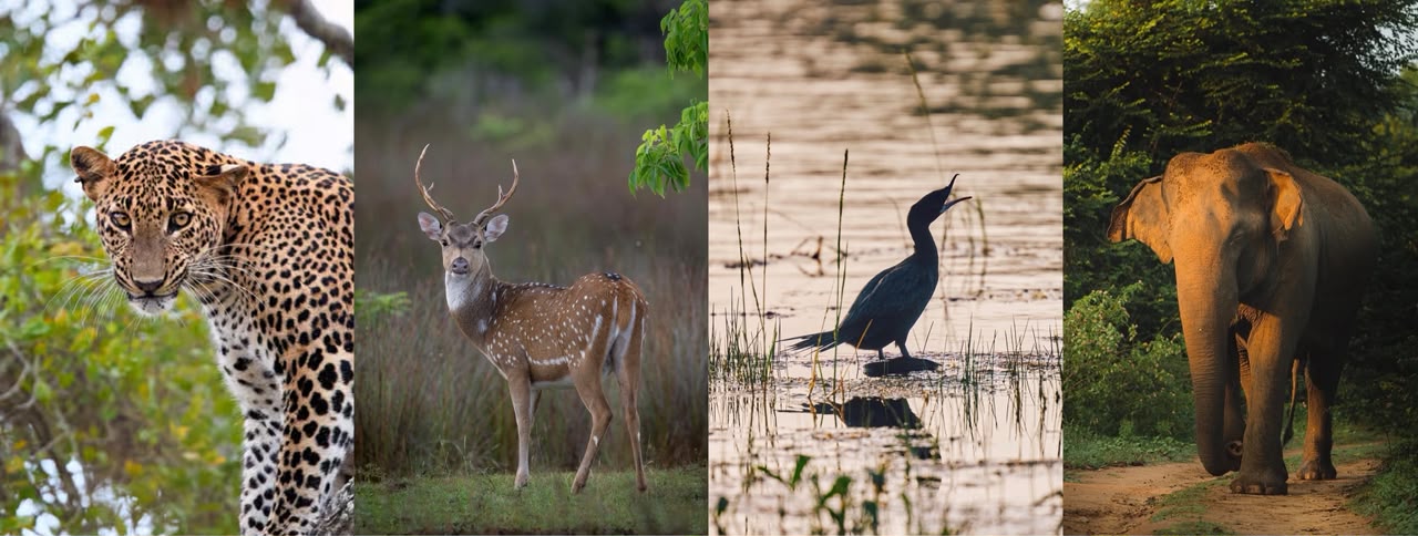 Top 5 National Parks in Sri Lanka